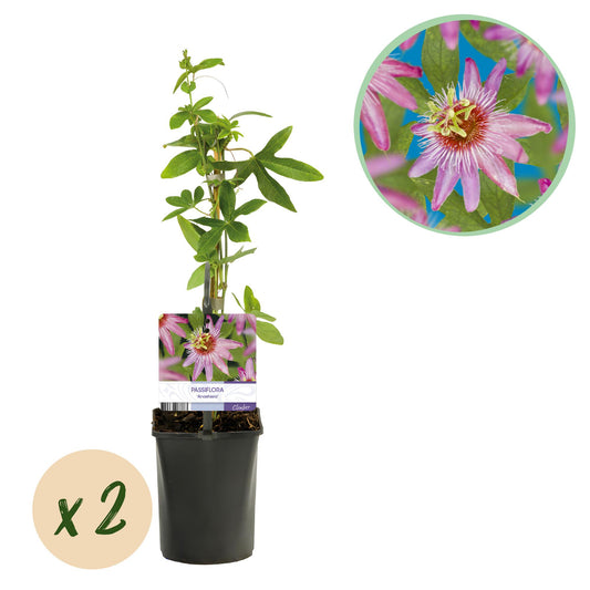 Passionsblume - Passiflora Anastasia - Blume Rosa - Wenig Pflege - 2 Pflanzen - Topf 11cm Höhe 40cm