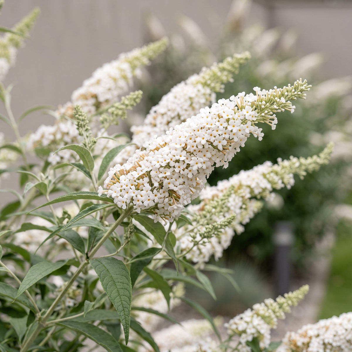 Schmetterlingsstrauch - Buddleja davidii White Profusion - Winterhart - Weiß - 1 Pflanze - Topf 17cm - Höhe 45cm
