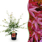 Japanischer Ahorn - Acer palmatum Pink Dwarf - Rosa - 1 Pflanze - Laubabwerfend - Topf 19cm Höhe 70cm