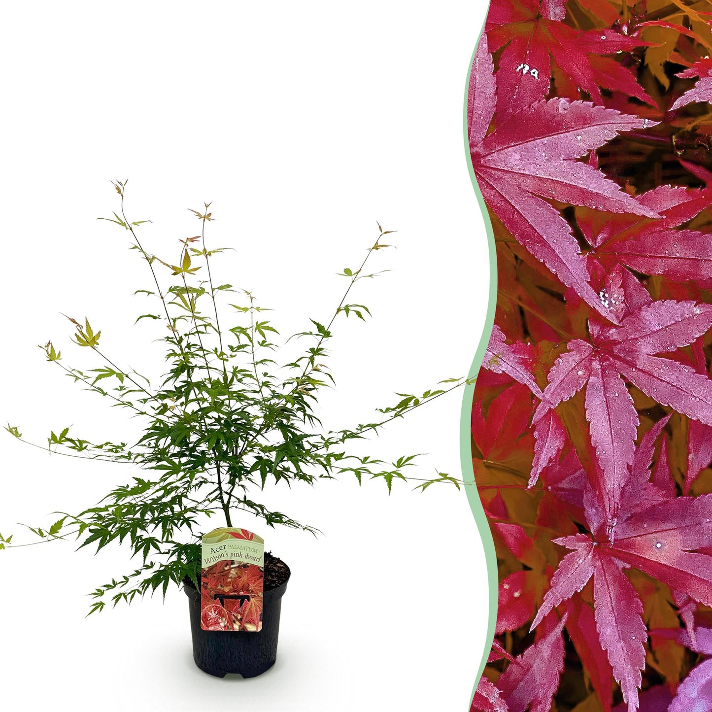 Japanischer Ahorn - Acer palmatum Pink Dwarf - Rosa - 1 Pflanze - Laubabwerfend - Topf 19cm Höhe 70cm