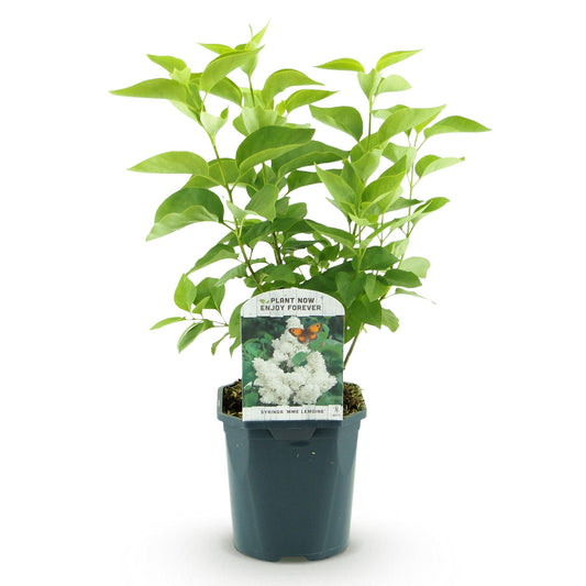 Syringa vulgaris Mme Lemoine - Common Lilac  - weiß - 1 Pflanze - Topf 17cm - Höhe 45cm