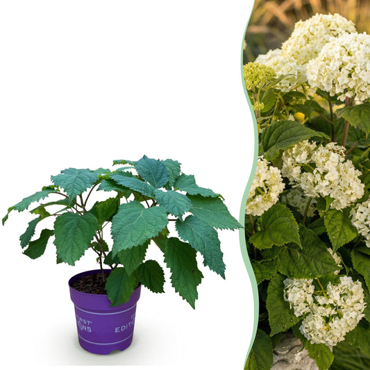 Hydrangea arborescens FlowerWOW - Hortensie - Winterhart - Weiß - 1 Pflanze - Topf 14cm - Höhe 20-30cm