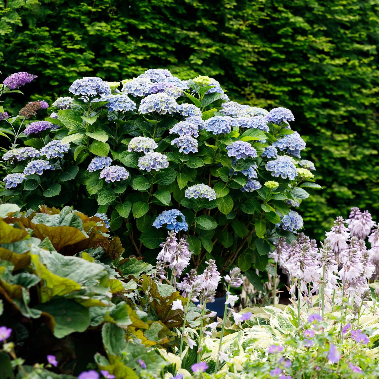 Hortensie - Hydrangea Magical Revolution Blue - Blau - 6-10 Blumen - Topf 23cm Höhe 55cm
