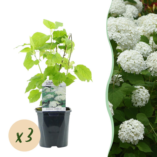 Rispenhortensie - Hydrangea arborescens Annabelle - Blüte Weiß - 3 Pflanzen - 1 m2 - Laubabwerfend - Große Blüten - Topf 17cm Höhe 50cm