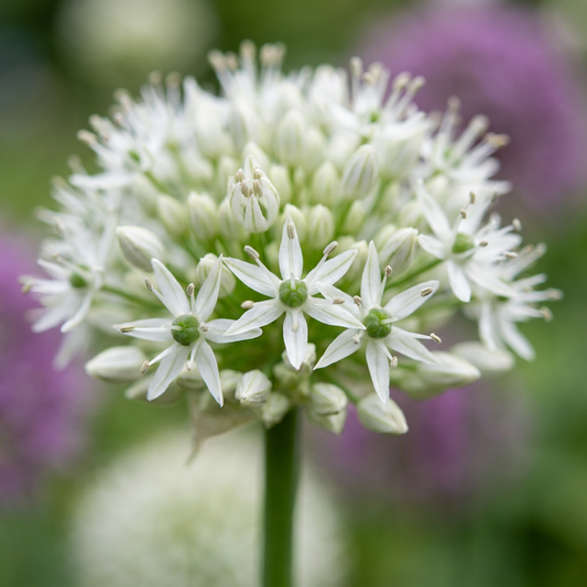6x Allium Mount Everest - Mount Everest ornamental onion - White