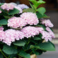 Hortensie - Hydrangea Magical Revolution Pink - Pink - 6-10 Blüten - 2 Pflanzen - Topf 23cm Höhe 55cm