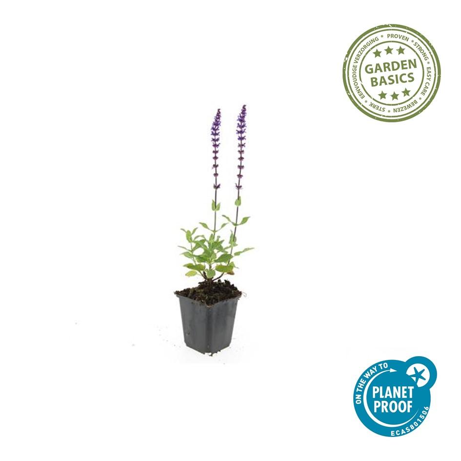 Salvia nemorosa 'Caradonna 6x - ↕10-25cm - Ø9cm