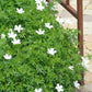 24x Geranium sang. 'Album' - ↕10-25cm - Ø9cm