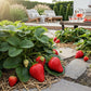 Obstpflanzen - Erdbeere - Fragaria Maxim - Winterhart - 6 Pflanzen - Topf 9 cm - Rote Erdbeere