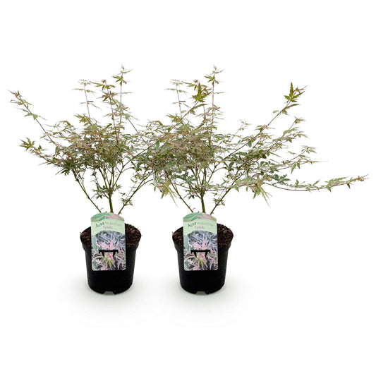Japanischer Ahorn - Acer palmatum Iyoshi - Rosa - 2 Pflanzen - Laubabwerfend - Topf 19cm Höhe 70cm