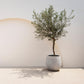 Olea Europaea - Terrassen Pflanze - Immergrün - Winterhart - Olivenfarbenes Blatt - Topf 19cm Höhe 90cm