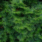 Heckenpflanzen - Thuja occidentalis Smaragd - Blatt grün - 6 Pflanzen - 1 laufender Meter - immergrün - Topf 17cm Höhe 60cm