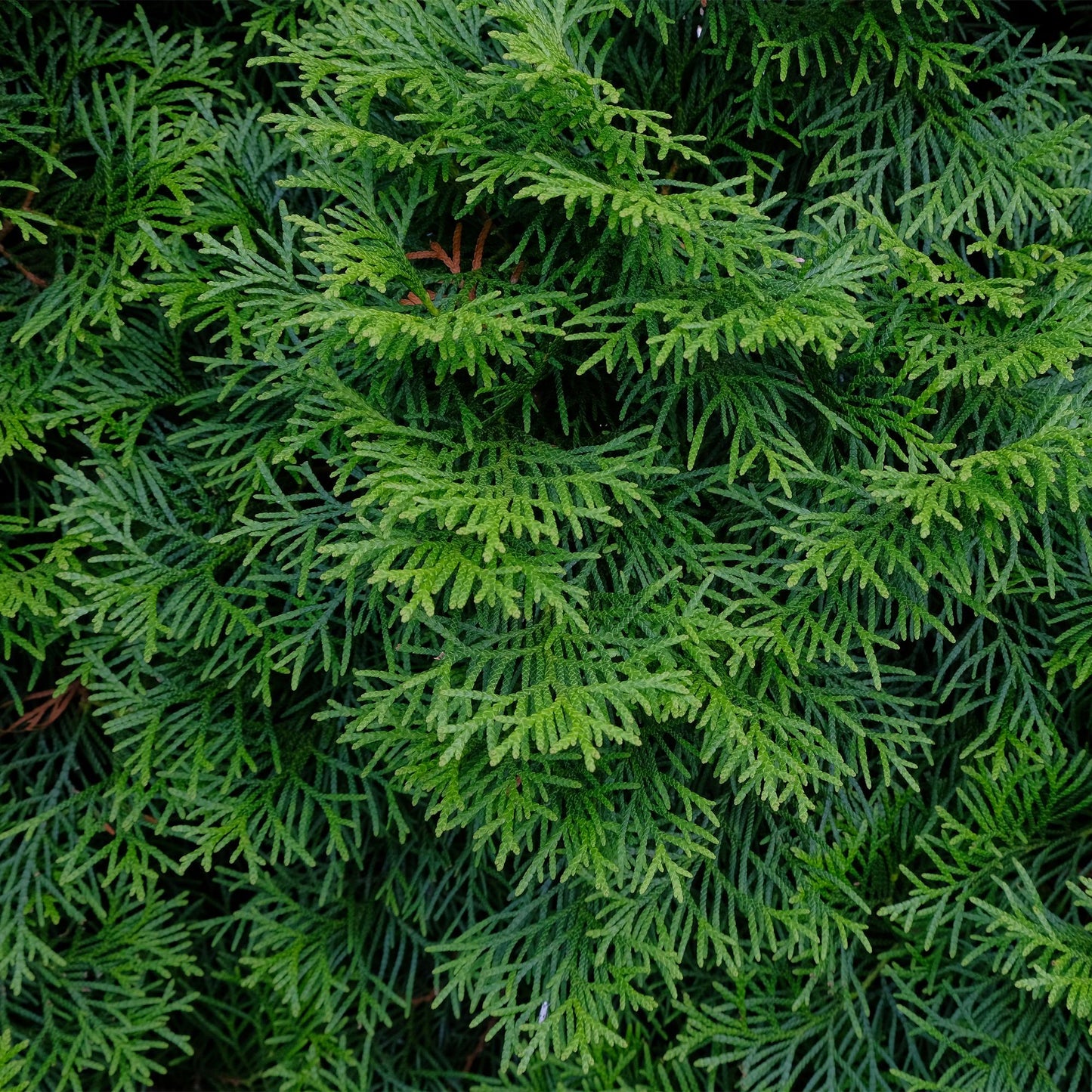 Heckenpflanzen - Thuja occidentalis Smaragd - Blatt grün - 6 Pflanzen - 1 laufender Meter - immergrün - Topf 17cm Höhe 60cm