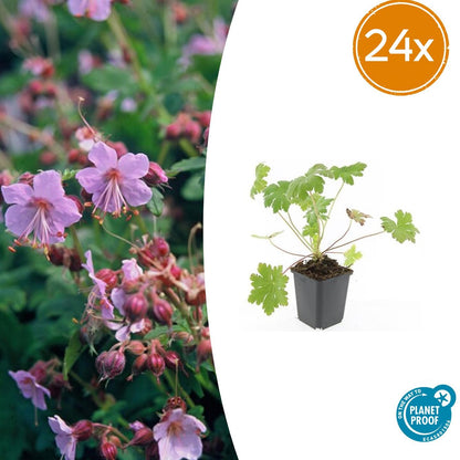 24x Geranium macr. 'Ingwersen's Var.' - ↕10-25cm - Ø9cm