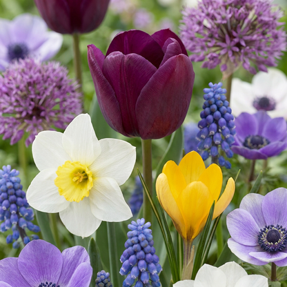 500x Bulb Garden Mix - Bulb Garden Mix - Miscellaneous - Summer bloomer