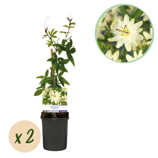 Passionsblume - Passiflora Avalanche - Blüte Weiß - Pflegeleicht - 2 Pflanzen - Topf 11cm Höhe 40cm
