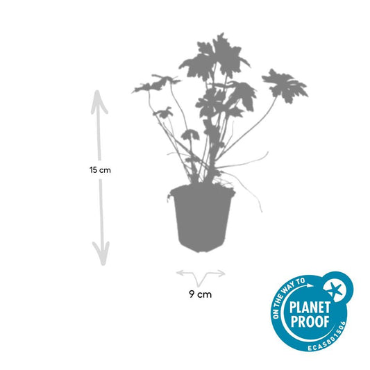 24x Geranium macrorrhizum - ↕10-25cm - Ø9cm