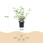 Schmetterlingsstrauch - Buddleja davidii Pink Delight - Hardy - Pink - 3 Plants - Pot 17cm - Height 45cm