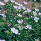 48x Geranium sang. 'Album' - ↕10-25cm - Ø9cm