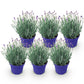 Lavandula angustifolia Hidcote - Lavendel - Winterhart - Lila - 6 Pflanzen - Topf 12cm - Höhe 15-25cm