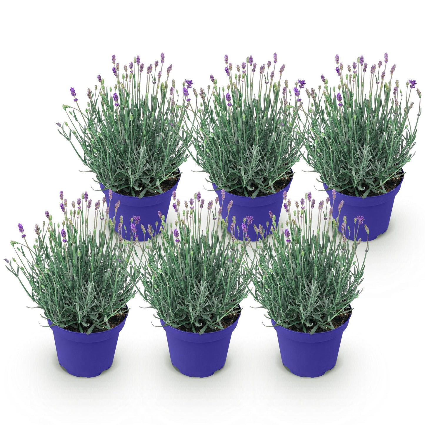 Lavandula angustifolia Hidcote - Lavendel - Winterhart - Lila - 6 Pflanzen - Topf 12cm - Höhe 15-25cm