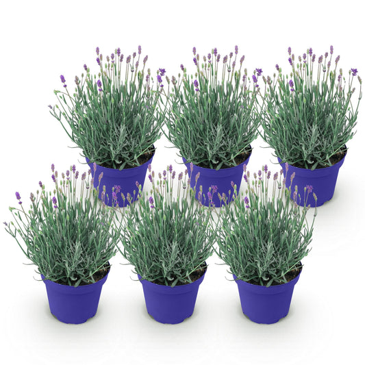Lavandula angustifolia Hidcote - Lavendel - Winterhart - Lila - 6 Pflanzen - Topf 12cm - Höhe 15-25cm