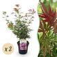 Japanischer Ahorn - Acer palmatum Jerre Swarts - Dunkelrot - 2 Pflanzen - Laubabwerfend - Topf 19cm Höhe 70cm