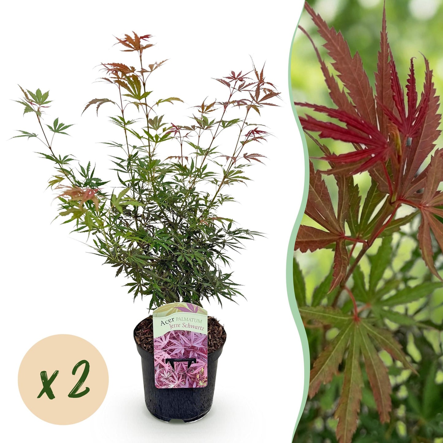 Japanischer Ahorn - Acer palmatum Jerre Swarts - Dunkelrot - 2 Pflanzen - Laubabwerfend - Topf 19cm Höhe 70cm