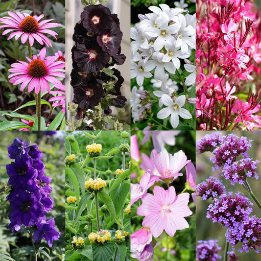 Stauden paket - Bienen- und Schmetterlingsanziehend - 8 Stauden - Für 1 m2 - Verschiedene Farben - Wenig Pflege - Topf 11cm