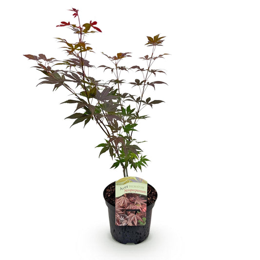Japanischer Ahorn - Acer palmatum Atropurpureum - Lila - 1 Pflanze - Laubabwerfend - Topf 19cm Höhe 70cm