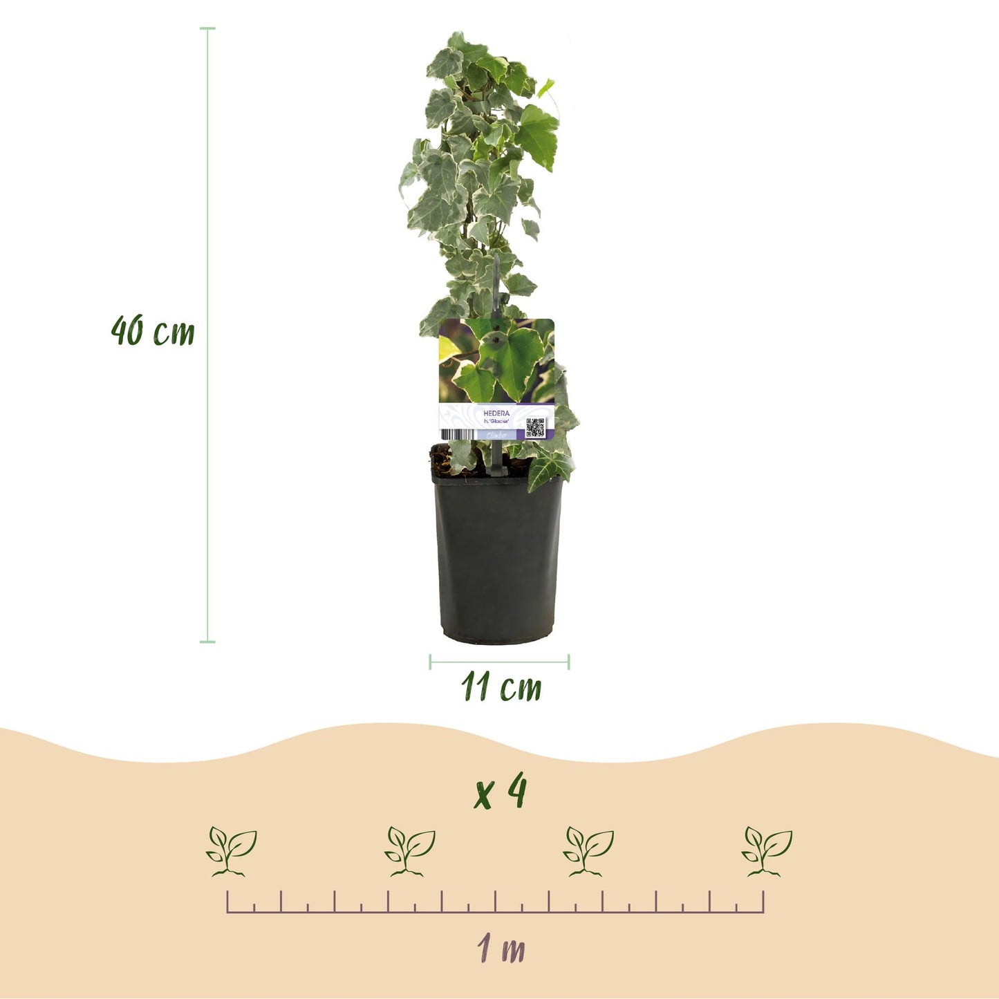 Hedera helix Glacier - Blatt Bunt - Immergrün - 2 Pflanzen - Topf 11cm Höhe 40cm