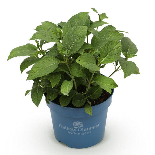 Hydrangea Endless Summer Summer Love Red - Hortensie - Winterhart - Rot - 1 Pflanze - Topf 14cm - Höhe 20-25cm