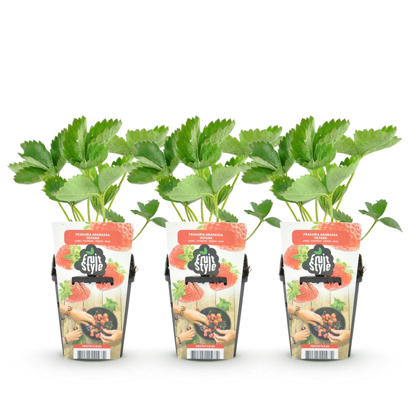 Obstpflanzen - Erdbeere - Fragaria Elsanta - Winterhart - 3 Pflanzen - Topf 9 cm - Rote Erdbeere