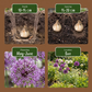 40x Allium Purple - White Mix - Lila-Weiße Zierlauch-Mischung - Lila und Weiß - Sommerblüher - Zwiebelgröße 10/12