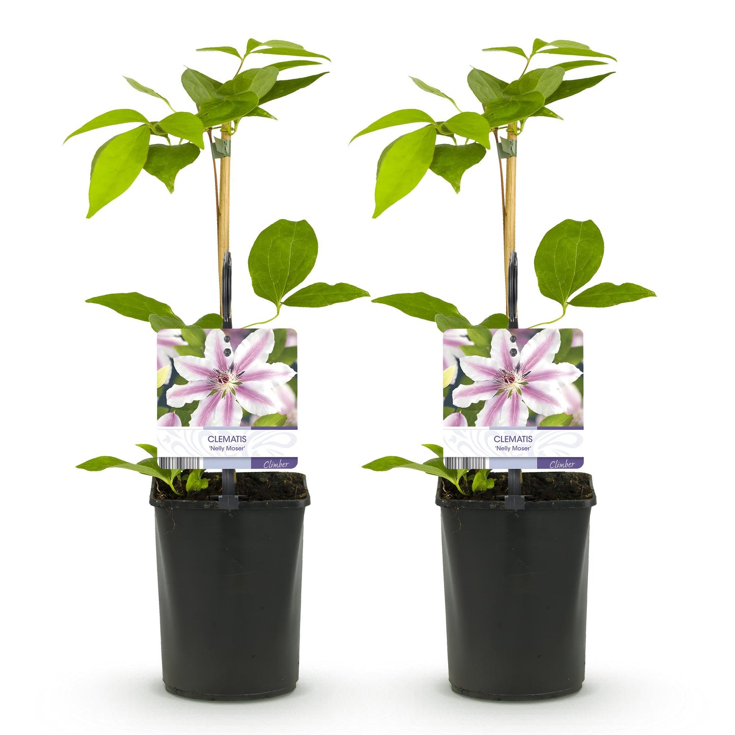 Kletterpflanze - Clematis Nelly Moser - Blüte Rosa - Wenig Pflege - 2 Pflanzen - Topf 11cm Höhe 40cm