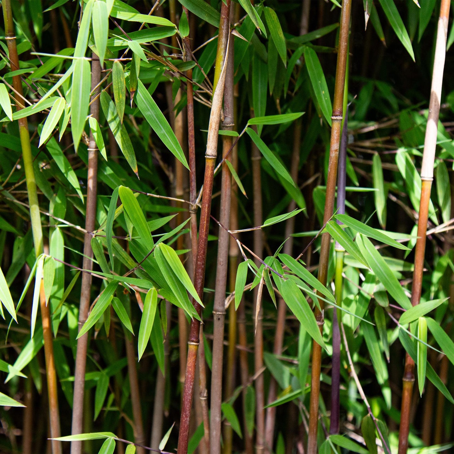 Gräser - Fargesia nitida Red Dragon - Bambus - Rutenlos - Grün - 1 Pflanze - Topf 23 cm - Höhe 80 cm