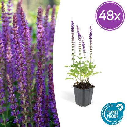 Salvia nemorosa 'Ostfriesland 48x - ↕10-25cm - Ø9cm