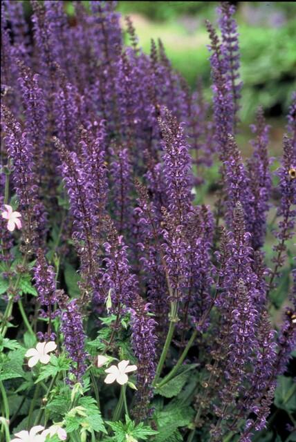 Steppen Salbei - 60x Salvia nem. 'Mainacht' - ↕10-25cm - Ø9cm