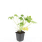 24x Geranium macr. 'Spessart' - ↕10-25cm - Ø9cm