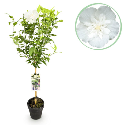 Stammpflanze - Hibiscus syriacus White Chiffon® - Terrassenpflanze - Laubabwerfend - Winterhart - Weiße Blüte - Topf 19cm Höhe 90cm