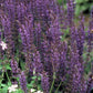 Steppen Salbei - 24x Salvia nem. 'Mainacht' - ↕10-25cm - Ø9cm