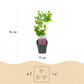 Hibiscus syriacus Woodbridge - Garden Hibiscus - Hardy - Pink - 3 Plants - Pot 17cm - Height 45cm