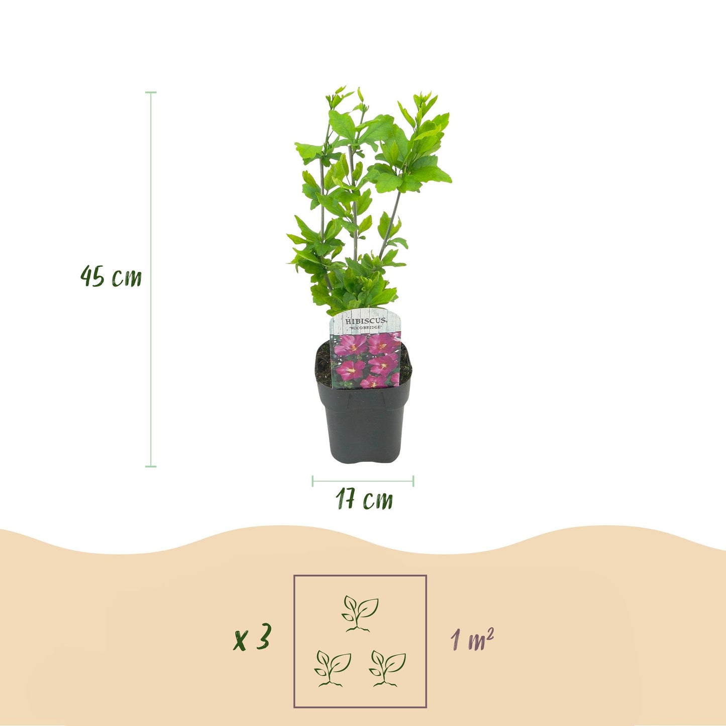Hibiscus syriacus Woodbridge - Garden Hibiscus - Hardy - Pink - 3 Plants - Pot 17cm - Height 45cm