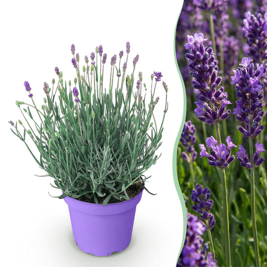 Lavandula angustifolia Munstead - Lavendel - Winterhart - Violett - 1 Pflanze - Topf 12cm - Höhe 15-25cm