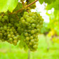 Obstpflanze - Vitis vinifera Vroege van der Laan - Weinrebe - Winterhart - Weiße Traube - 2 Pflanzen - Topf 15cm - Höhe 50cm
