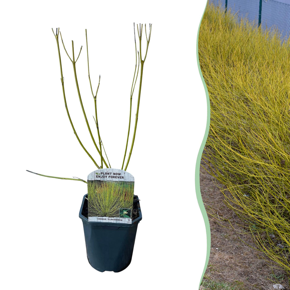 Cornus alba Flaviramea - Grüne Zweige - 1 Pflanze - Topf 17cm Höhe 45cm