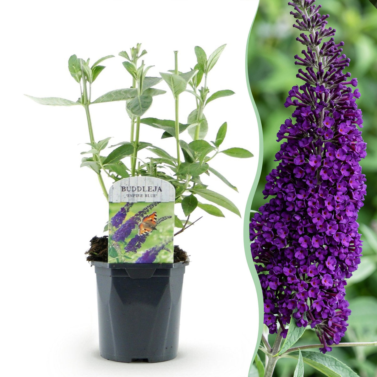 Schmetterlingsstrauch- Buddleja davidii Empire Blue - Winterhart - Blau - 1 Pflanze - Topf 17cm - Höhe 45cm