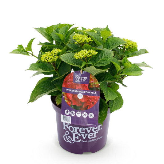 Balkonpflanze - Hortensie - Hydrangea Forever & Ever - Rot - 7-12 Blumen - Topf 23cm Höhe 55cm