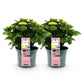 Hortensie - Hydrangea Magical Revolution Pink - Pink - 6-10 Blüten - 2 Pflanzen - Topf 23cm Höhe 55cm