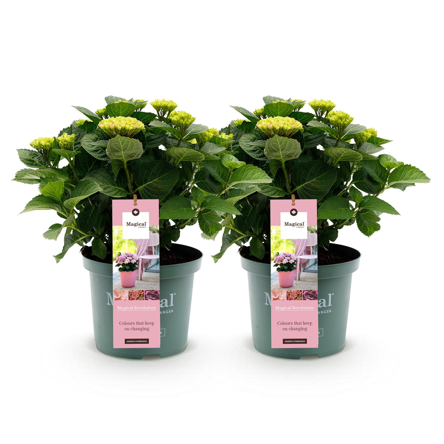 Hortensie - Hydrangea Magical Revolution Pink - Pink - 6-10 Blüten - 2 Pflanzen - Topf 23cm Höhe 55cm